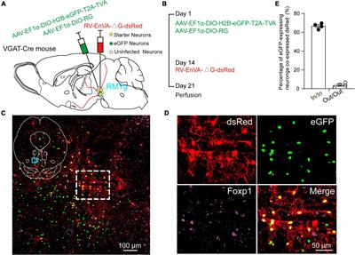 Whole-Brain Monosynaptic Afferents to Rostromedial Tegmental Nucleus Gamma-Aminobutyric Acid-Releasing Neurons in Mice